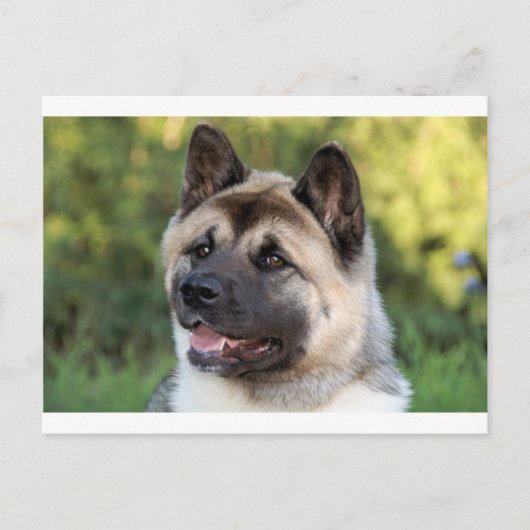 Carte Postale Chien Akita américain (Devant)