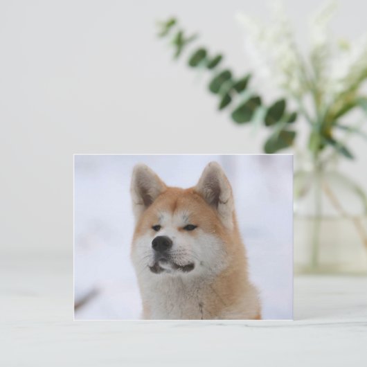 Carte Postale Chien Akita Inu Sérieux (Debout devant)