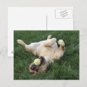 Carte Postale Chien allongé dans l'herbe avec balle de tennis (Devant / Derrière)