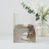 Carte Postale Chien allongé près du paillasson et courrier mâcho (Debout devant)