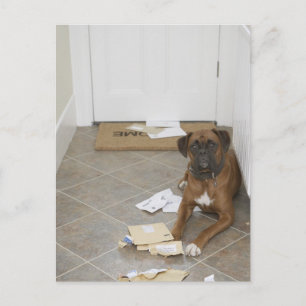 Carte Postale Chien allongé près du paillasson et courrier mâcho