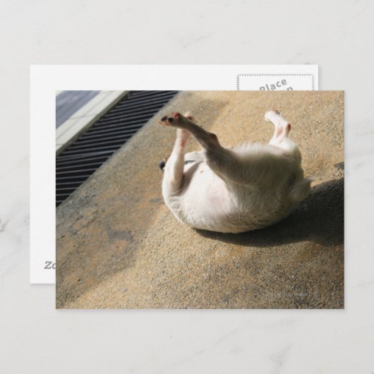 Carte Postale Chien allongé sur le sol (Devant / Derrière)