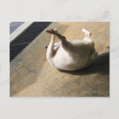 Carte Postale Chien allongé sur le sol (Devant)