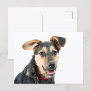 Carte Postale Chien amusant chiot
