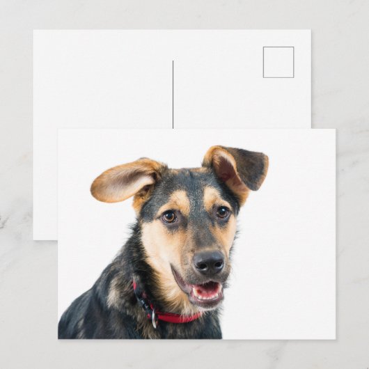 Carte Postale Chien amusant chiot (Devant / Derrière)