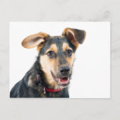 Carte Postale Chien amusant chiot (Devant)