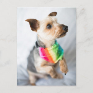 Carte Postale Chien arc-en-ciel gay pride Yorkshire Terrier