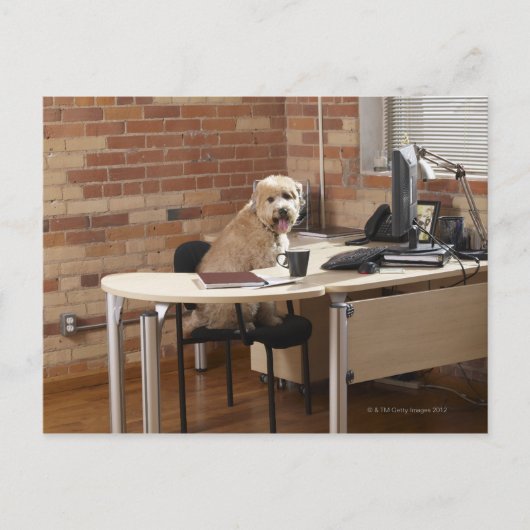 Carte Postale Chien assis au bureau (Devant)