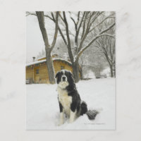 Chien assis dans la neige avec un cabine en rondin