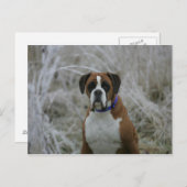 Carte Postale Chien assis dans le givre (Devant / Derrière)