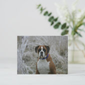 Carte Postale Chien assis dans le givre (Debout devant)