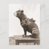 Carte Postale Chien Assis Pour Une Photo (Devant)