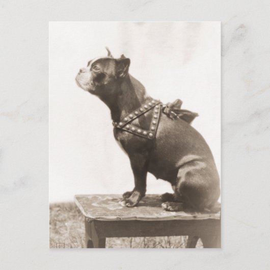 Carte Postale Chien Assis Pour Une Photo (Devant)