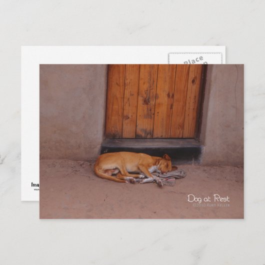 Carte Postale Chien au repos (Devant / Derrière)