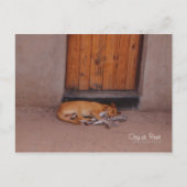 Carte Postale Chien au repos (Devant)