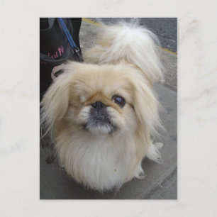 Carte Postale chien aux yeux