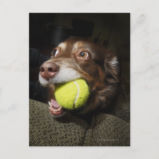 Carte Postale Chien avec balle de tennis (Devant)