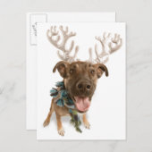 Carte Postale Chien avec bois (Devant / Derrière)