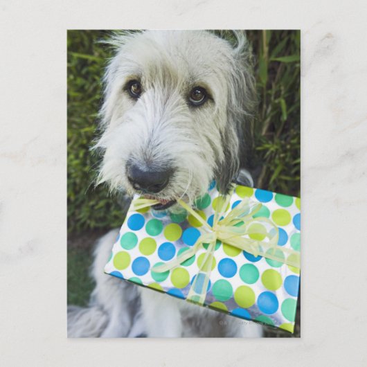Carte Postale Chien avec cadeau dans la bouche (Devant)