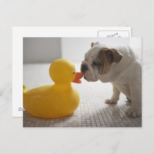 Carte Postale Chien avec canard en plastique (Devant / Derrière)