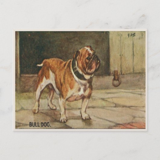 Carte Postale Chien Avec Chien Roux Dur (Devant)