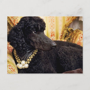 Carte Postale Chien avec collier perle