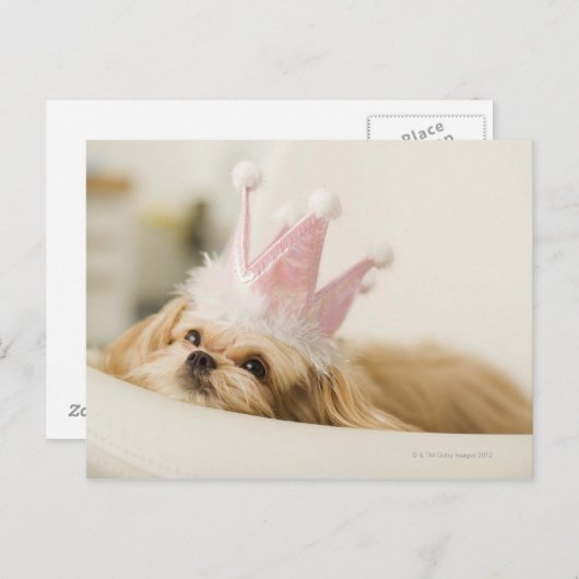 Carte Postale Chien avec couronne (Devant / Derrière)