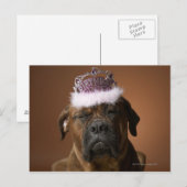 Carte Postale Chien avec couronne d'anniversaire sur la tête (Devant / Derrière)