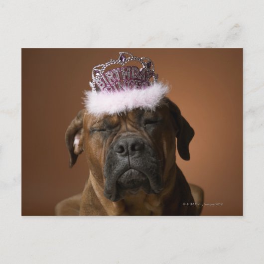 Carte Postale Chien avec couronne d'anniversaire sur la tête (Devant)