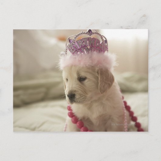 Carte Postale Chien avec décorations sur lit (Devant)