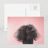 Carte Postale Chien avec les cheveux devant le visage et la lang (Devant / Derrière)