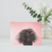 Carte Postale Chien avec les cheveux devant le visage et la lang (Debout devant)
