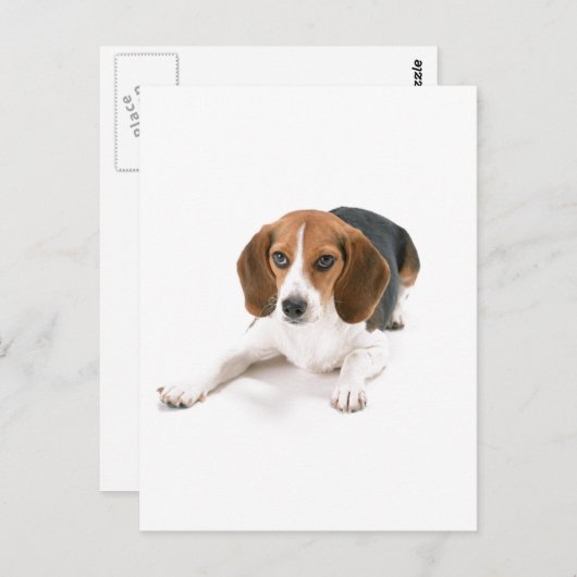Carte postale Chien beagle (Devant / Derrière)