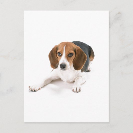 Carte postale Chien beagle (Devant)