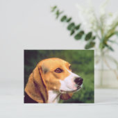 Carte Postale Chien beagle (Debout devant)