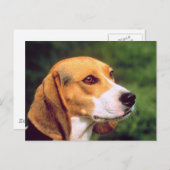 Carte Postale Chien beagle (Devant / Derrière)