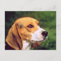 Chien beagle