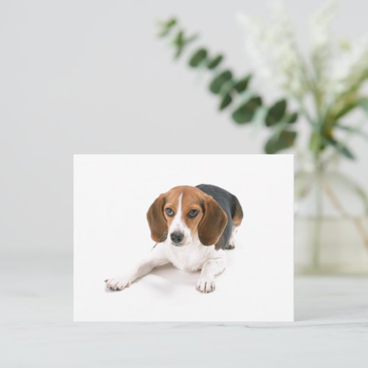 Carte postale Chien beagle (Debout devant)
