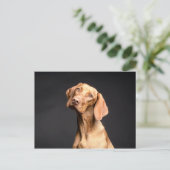 Carte Postale Chien Beagle Brown animal (Debout devant)