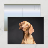 Carte Postale Chien Beagle Brown animal (Devant / Derrière)