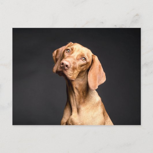 Carte Postale Chien Beagle Brown animal (Devant)