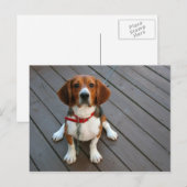 Carte Postale Chien Beagle Cutest Jamais (Devant / Derrière)