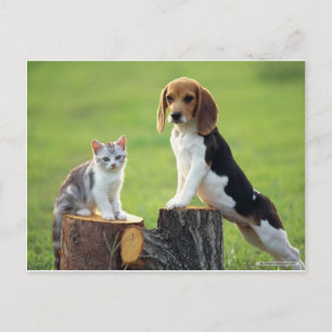 Carte Postale Chien beagle Et Tabby Gris Kitten
