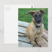 Carte Postale Chien belge de Malinois de berger (Devant / Derrière)