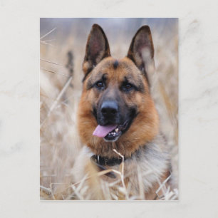 Carte Postale Chien berger allemand