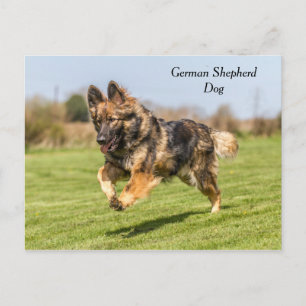 Carte postale Chien berger allemand Alsacien