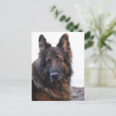 Carte Postale Chien berger allemand personnalisable (Debout devant)