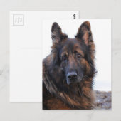 Carte Postale Chien berger allemand personnalisable (Devant / Derrière)