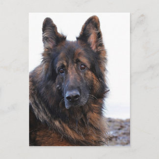 Carte Postale Chien berger allemand personnalisable