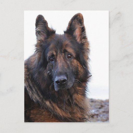 Carte Postale Chien berger allemand personnalisable (Devant)